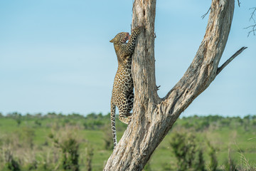 Fototapeta na wymiar Leopard cub on the tree
