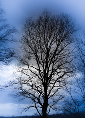 tree and sky