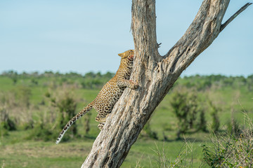 Leopard cub on the tree