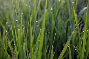 Fototapeta na wymiar Morning dew drops on the grass. Summer