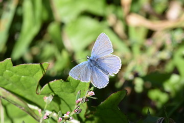 Schmetterling - Bläuling