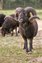 Fototapeta premium Close up of large black male ouessant sheep with big horns