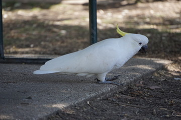 White cockatoo parrot, Grampians, Australia