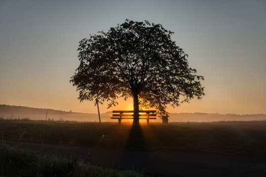 sun rising behind tree and bench