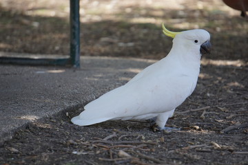 White cockatoo parrot, Grampians, Australia