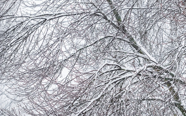 Fairytale fluffy snow-covered trees branches, nature scenery with white snow and cold weather. Snowfall in winter park