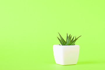 Succulent plant in white pot on the green background with copy space. Minimal style design concept