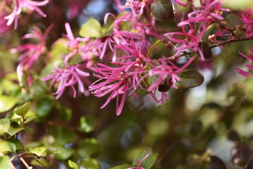 The Chinese fringe bush is evergreen and used for hedges, with ribbon-like slender flowers in spring.