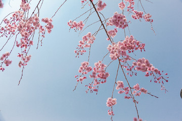 京都の枝垂桜