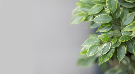 Young green plant outdoor, blurred background, copy space