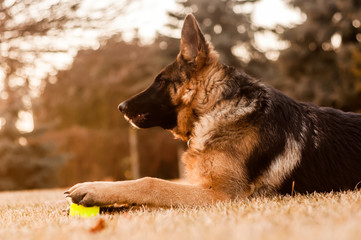 A junior german shepherd dog resting and playing with a ball in a backyard