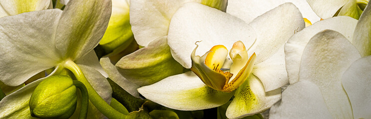 Liegendes Bild mit Orchideenmotiv