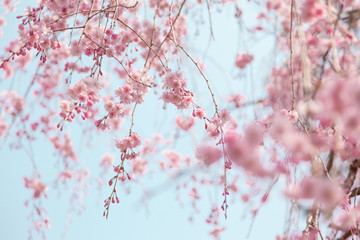 京都の枝垂桜