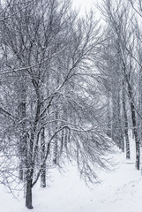Fairytale fluffy snow-covered trees branches, nature scenery with white snow and cold weather. Snowfall in winter park