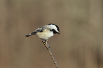 Back Capped Chickadee perched on a branch