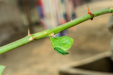 Obraz premium a green branch of tree have sharp thorns