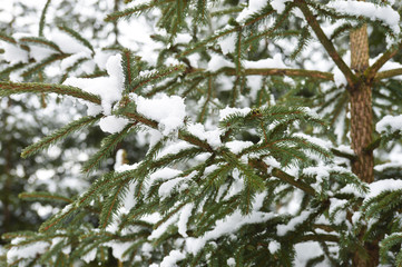 Conifer tree stick covered with snow in the forest during winter