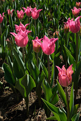 Selective focus. A field planted with many tulips in spring time. Colorful background with flowers for spring holiday season. Close up, copy space, top view.