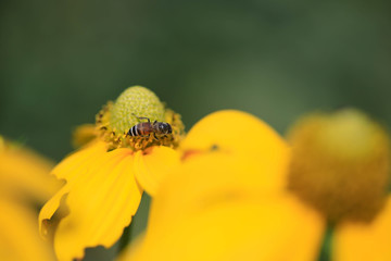 ladybug on yellow flower