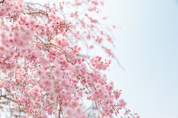京都の枝垂桜