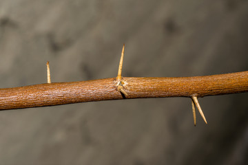 Fototapeta na wymiar a branch of sharp and long thorns with dark background 