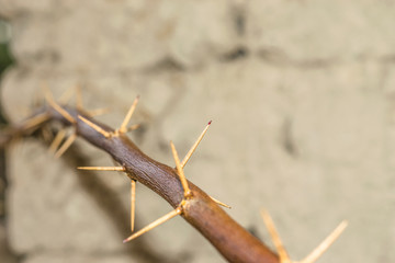 a branch of sharp and long thorns with dark background 