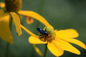 bee on a yellow flower