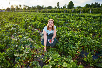 Woman farmer working in a strawberry field. Worker picks strawberries