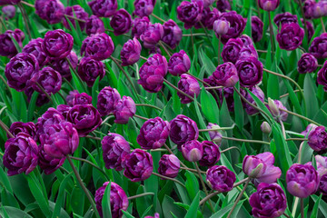 Beautiful bed of colourful purple tulip flowers
