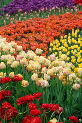 Beautiful bed of colourful tulip flowers