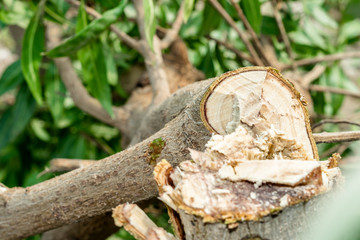 a tree is being cutting down by a traditional axe 