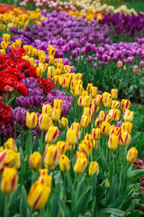 Beautiful bed of colourful mixed tulip flowers