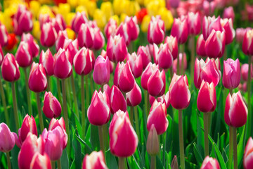 Beautiful bed of colourful pink tulip flowers