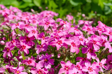 Beautiful pink flowers on a green background