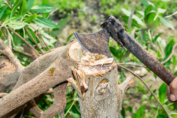 a tree is being cutting down by a traditional axe 