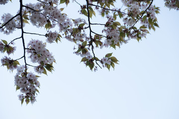 Cherry tree branches with Sakura cherry blossoms in full bloom taken from below