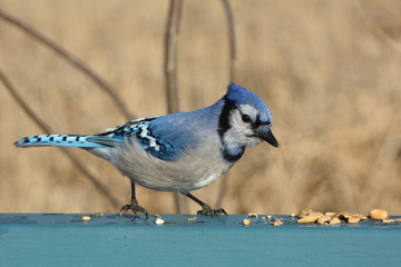 Blue jay eating bird seed