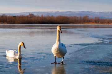 white swans on an autumn lake on a sunny day
