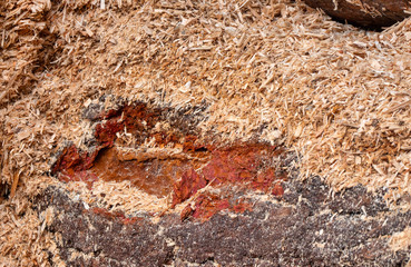 Baumstamm mit Sägemehl