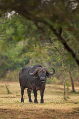 African buffalo, cape buffalo, syncerus caffer, Uganda	