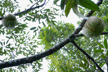 Durian tree, Green leaves and fruints