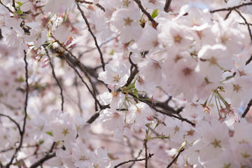 Closeup of Sakura cherry blossom branches on a cherry tree in full bloom