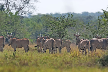 Naklejka na ściany i meble common eland, taurotragus oryx, South Africa