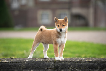 Shiba Inu Welpe Portrait