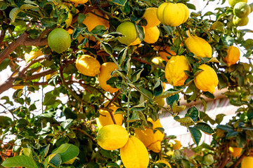 Yellow lemons grow on a tree