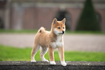 Shiba Inu Welpe Portrait