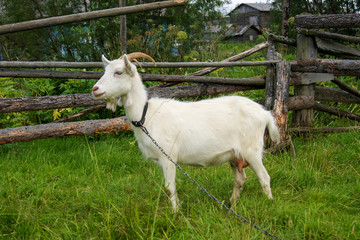 Obraz premium white horned goat grazes on a leash near an old fence
