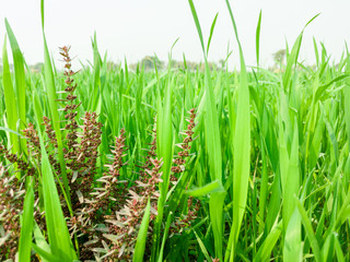 green and growing wheat fields 