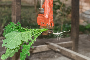  a industrial wrench is kept on a green leaf 
