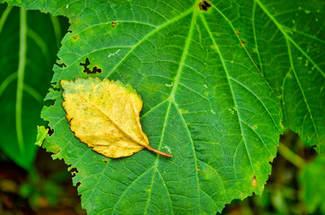 Dead leaf clinging to a healthy one.
